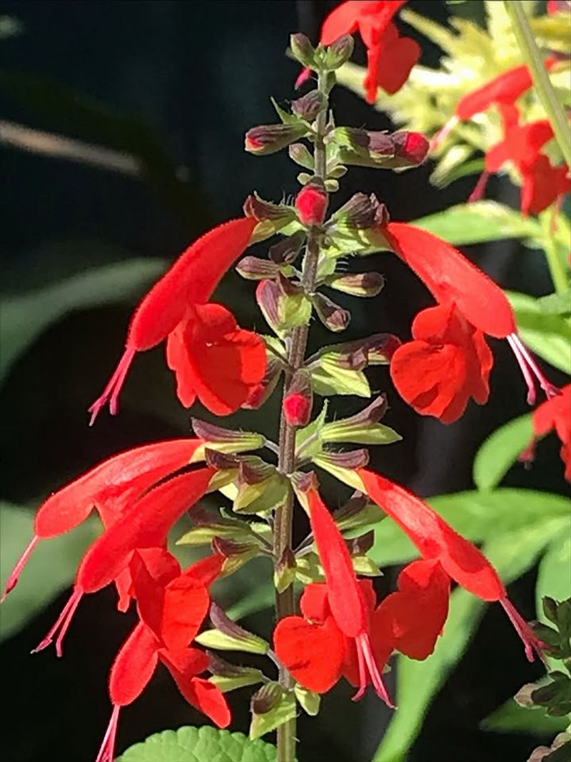 Red Blooms Stand Out From Across The Yard