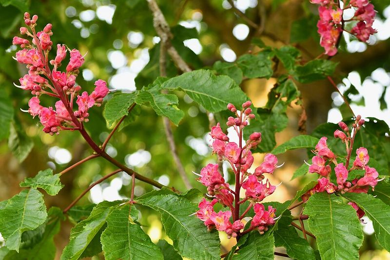 Red Buckeye Brings Bold Color To Small Yards Red Buckeye Brings Bold Color To Small Yards