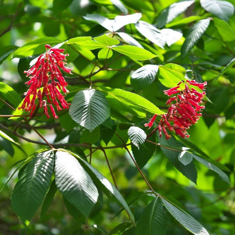 Red Buckeye Red Buckeye