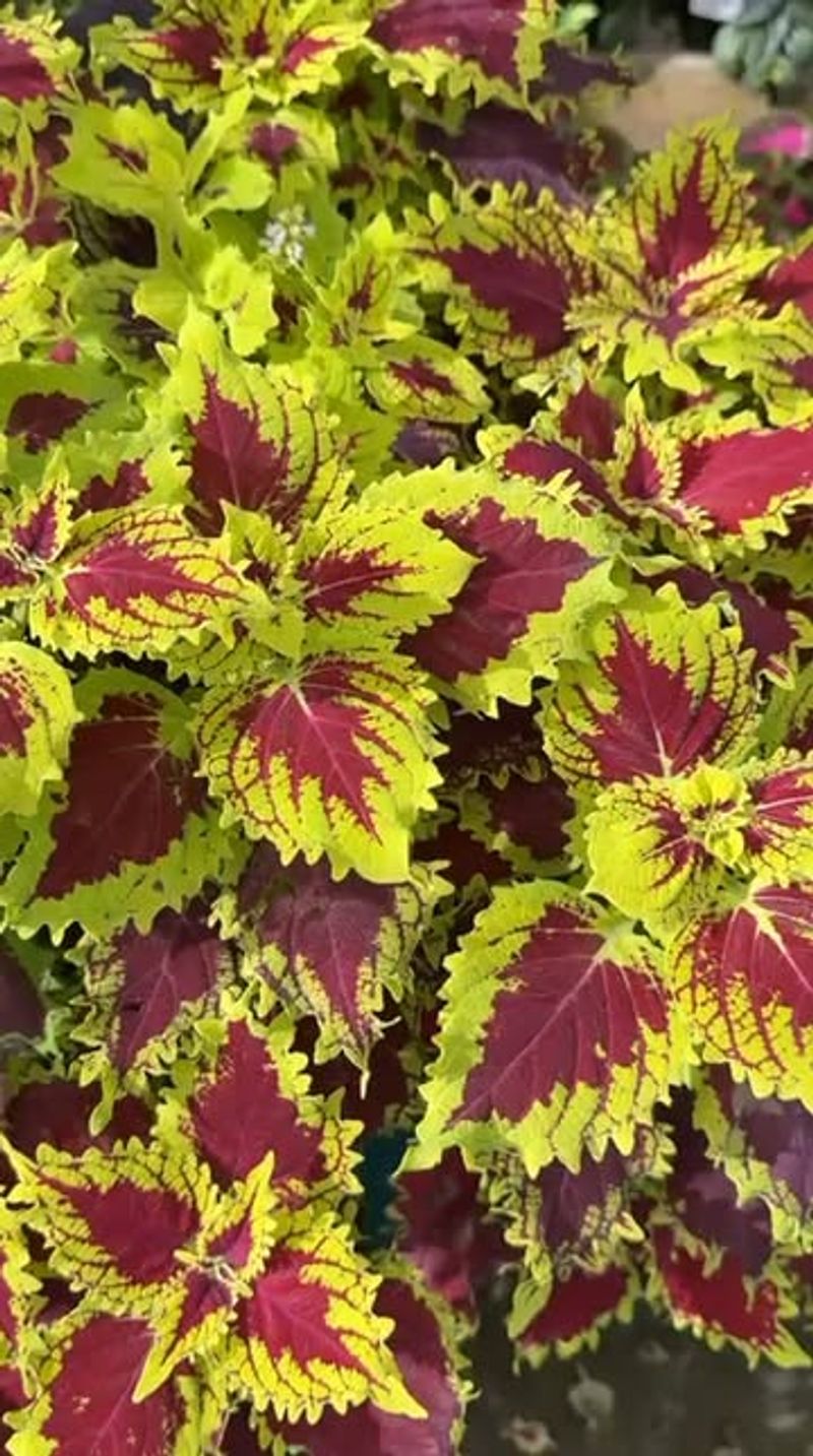 Red + Chartreuse Coleus