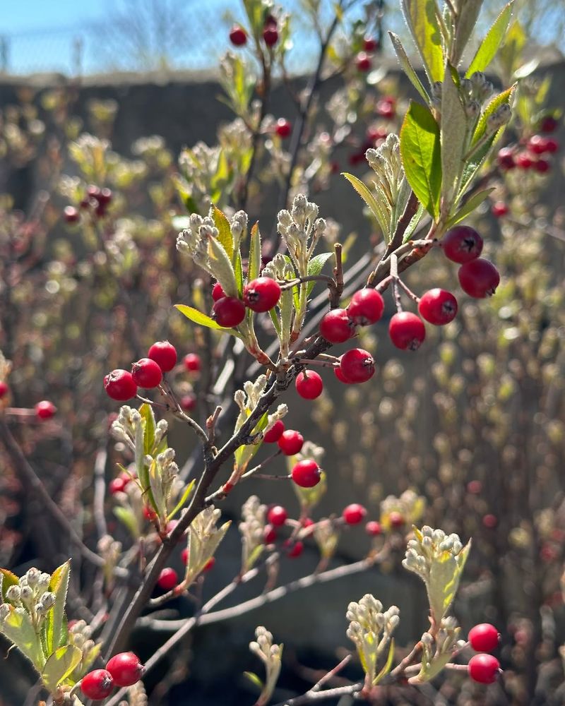 Red Chokeberry