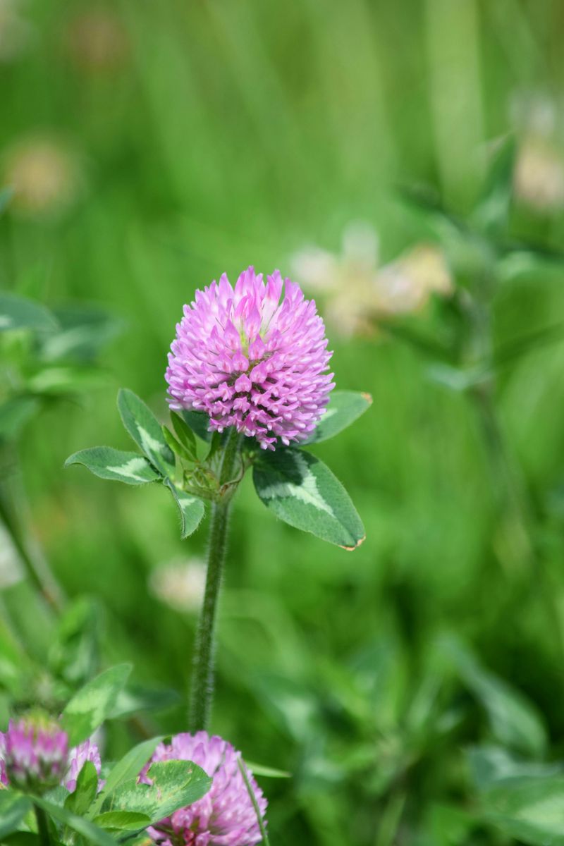 Red Clover