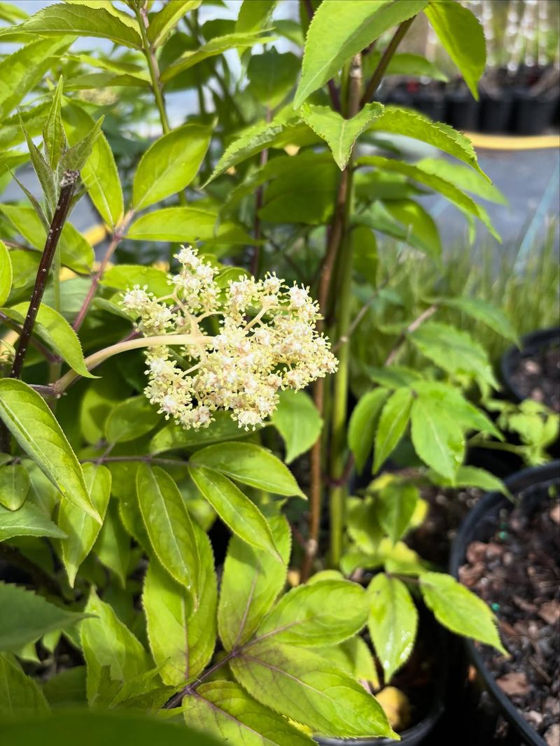 Red Elderberry 