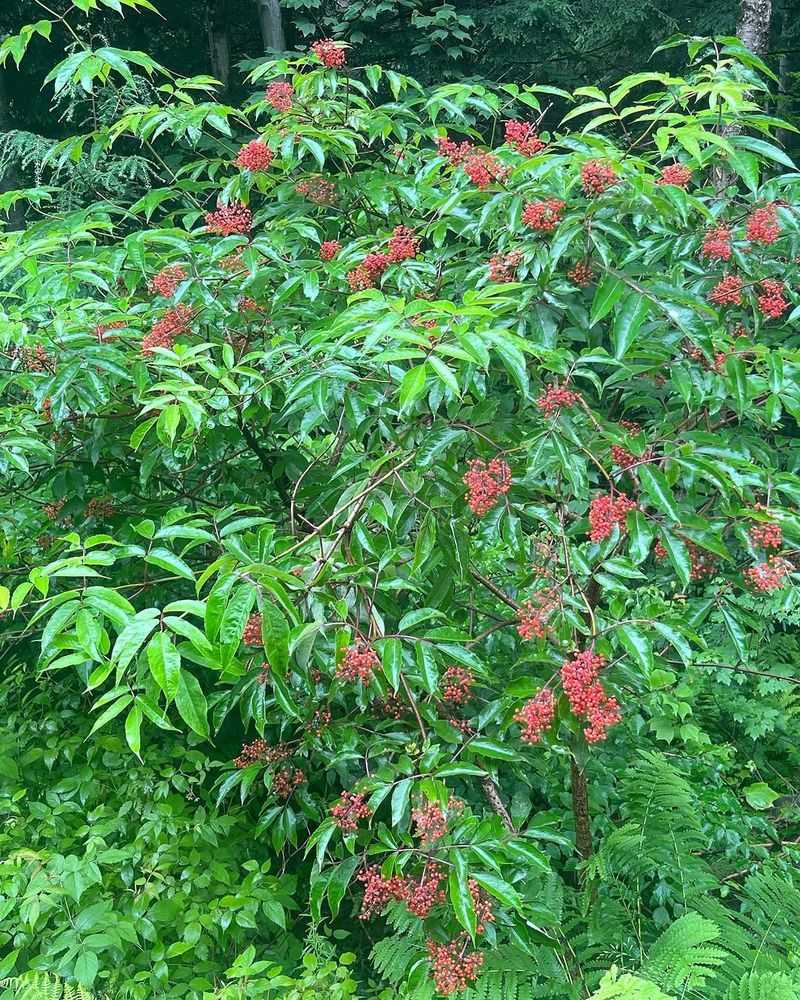 Red Elderberry