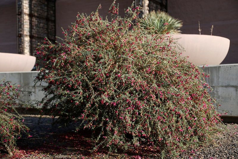 Red Eremophila Adds Hummingbird Color Near Patios