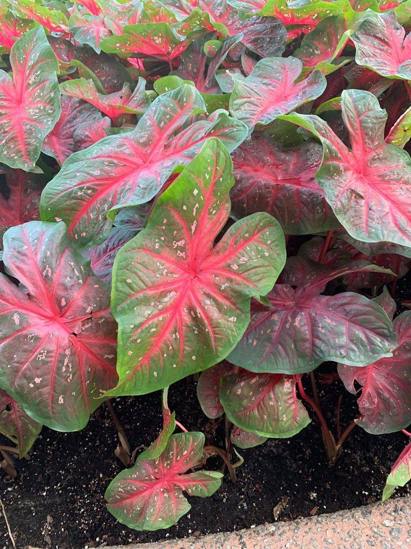 Red Flash Caladium (Caladium Bicolor)