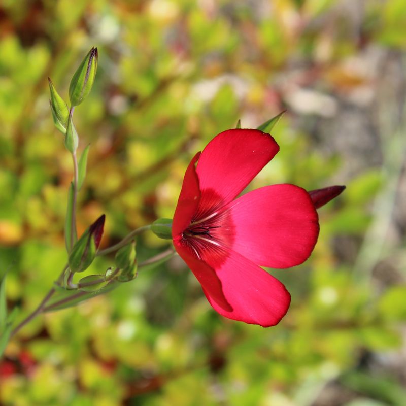 Red Flax Fades In Hot Beds
