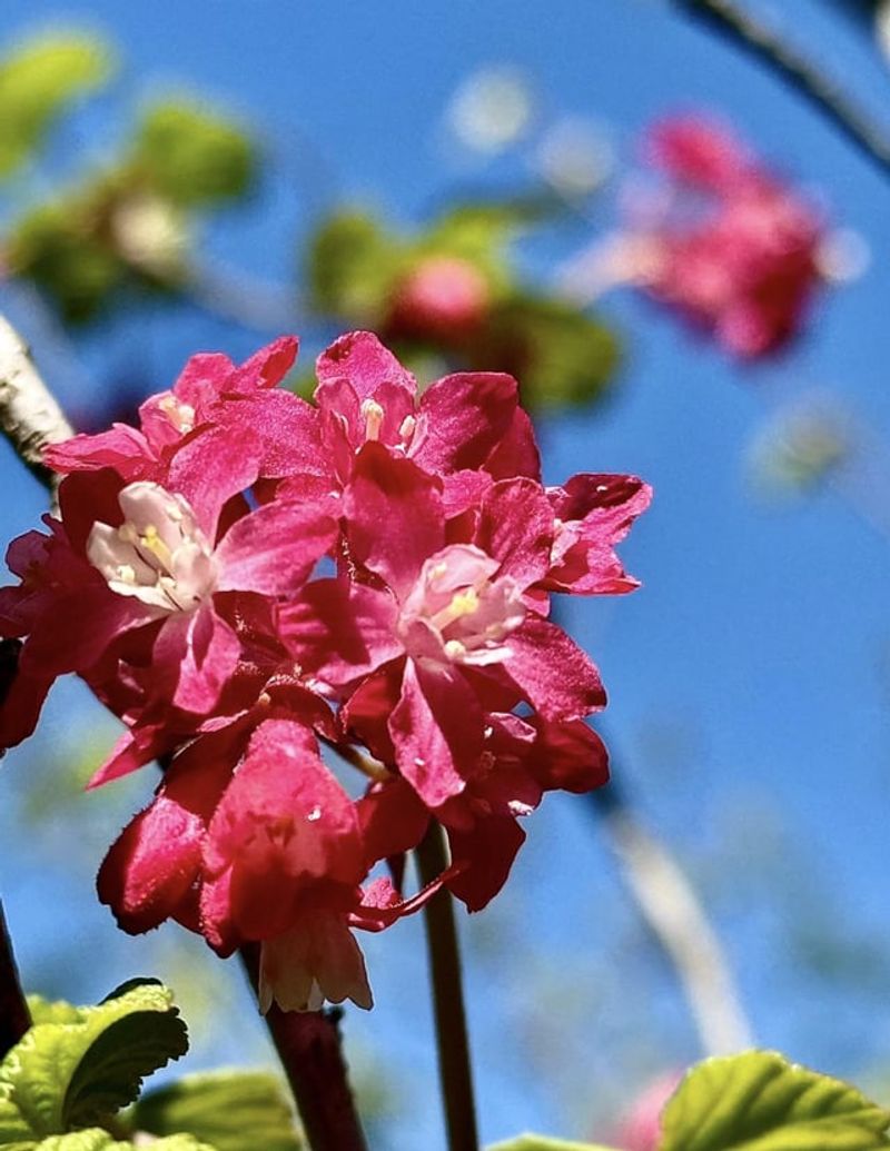 Red Flowering Currant