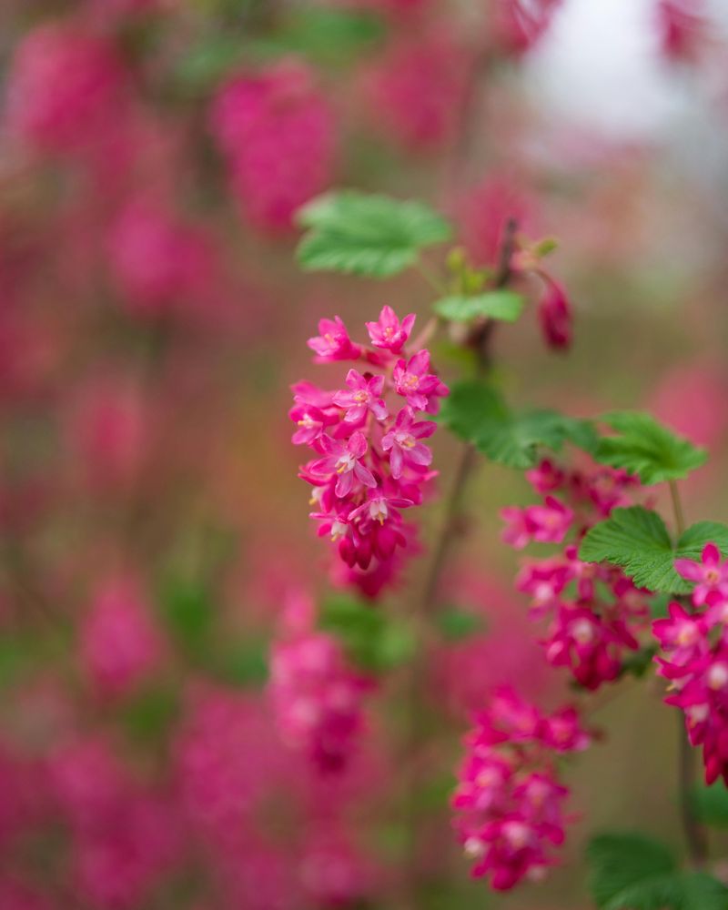 Red Flowering Currant