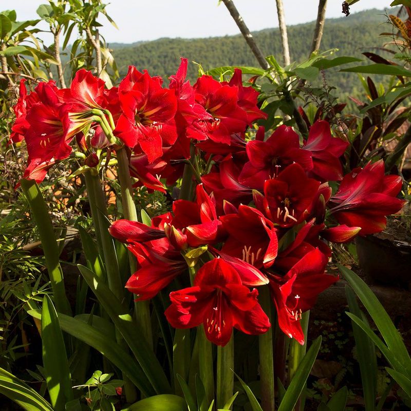 Red Garden Amaryllis (Hippeastrum Red Hybrids)