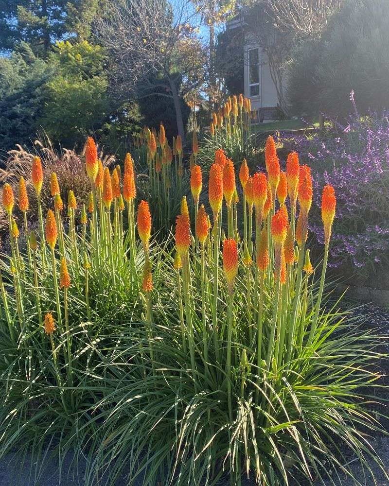 Red-Hot Poker