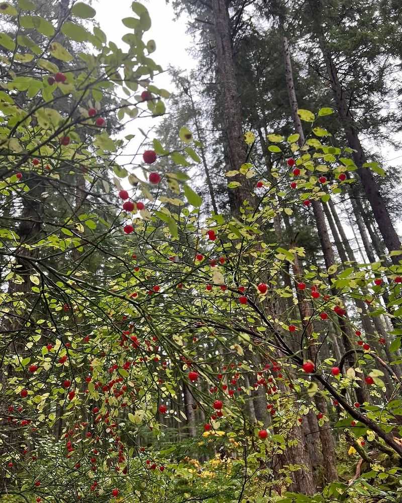 Red Huckleberry