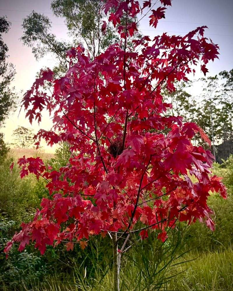 Red Maple (Acer rubrum)