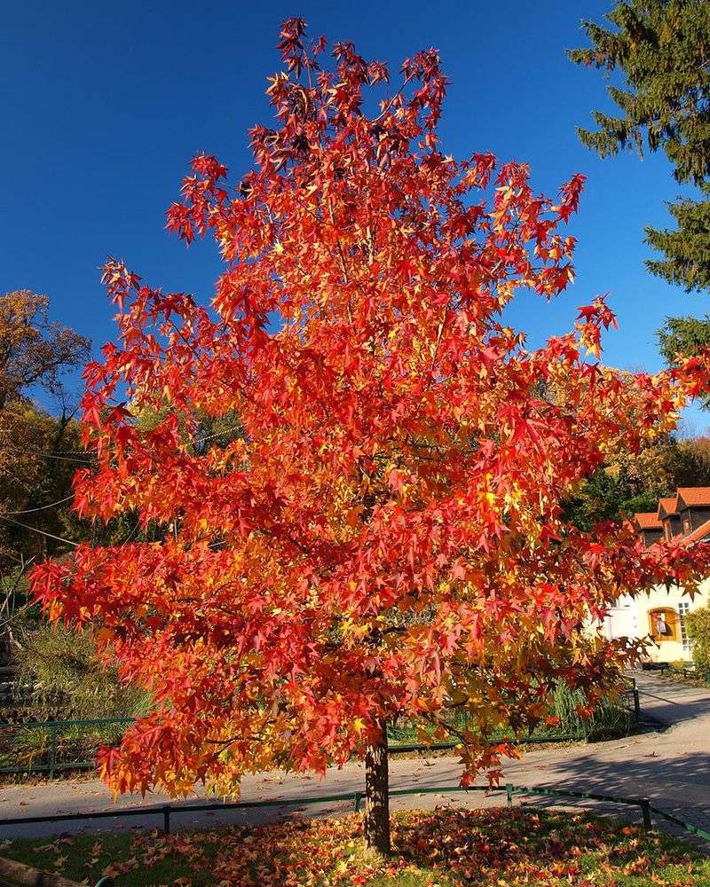 Red Maple Can Be Planted But Needs Extra Water Early On