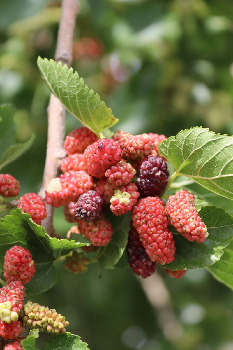 Red Mulberry