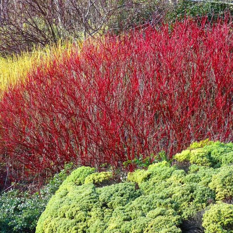 Red Osier Dogwood Adds Strong Color Through Winter Red Osier Dogwood Adds Strong Color Through Winter