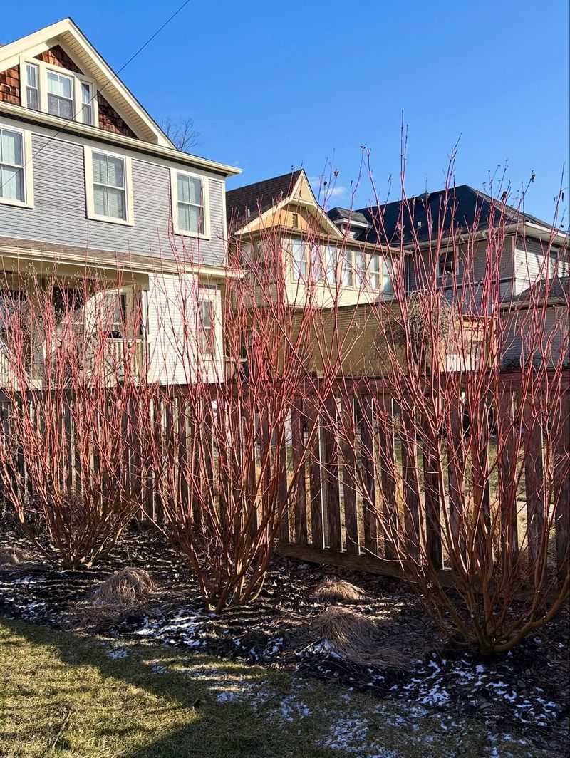 Red-Osier Dogwood Brings Color And Natural Privacy