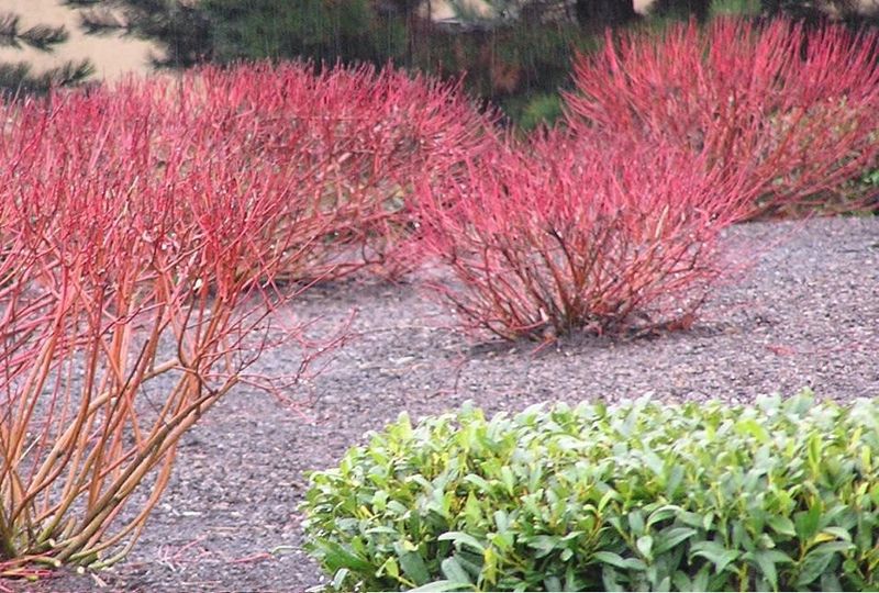 Red Osier Dogwood Shines After A Hard Cut