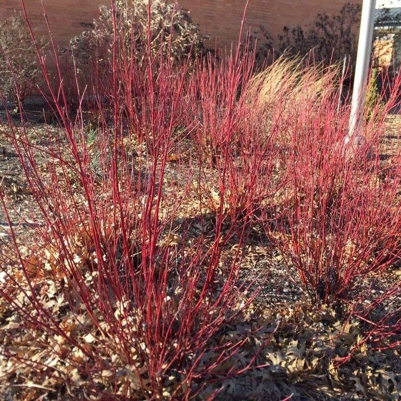 Red Osier Dogwood