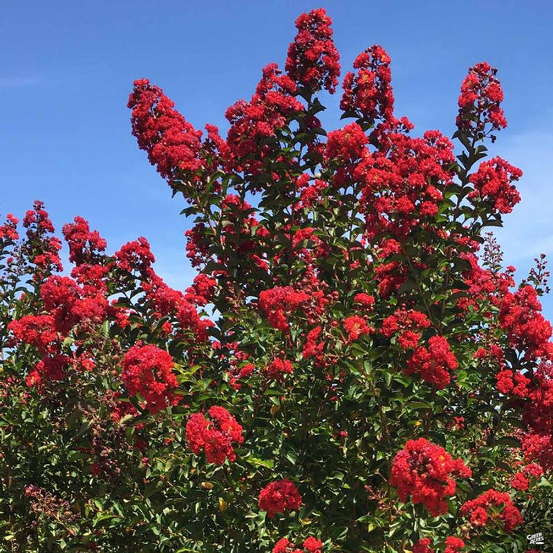Red Rocket Is Worth Growing Where Gardeners Want A Bold Statement