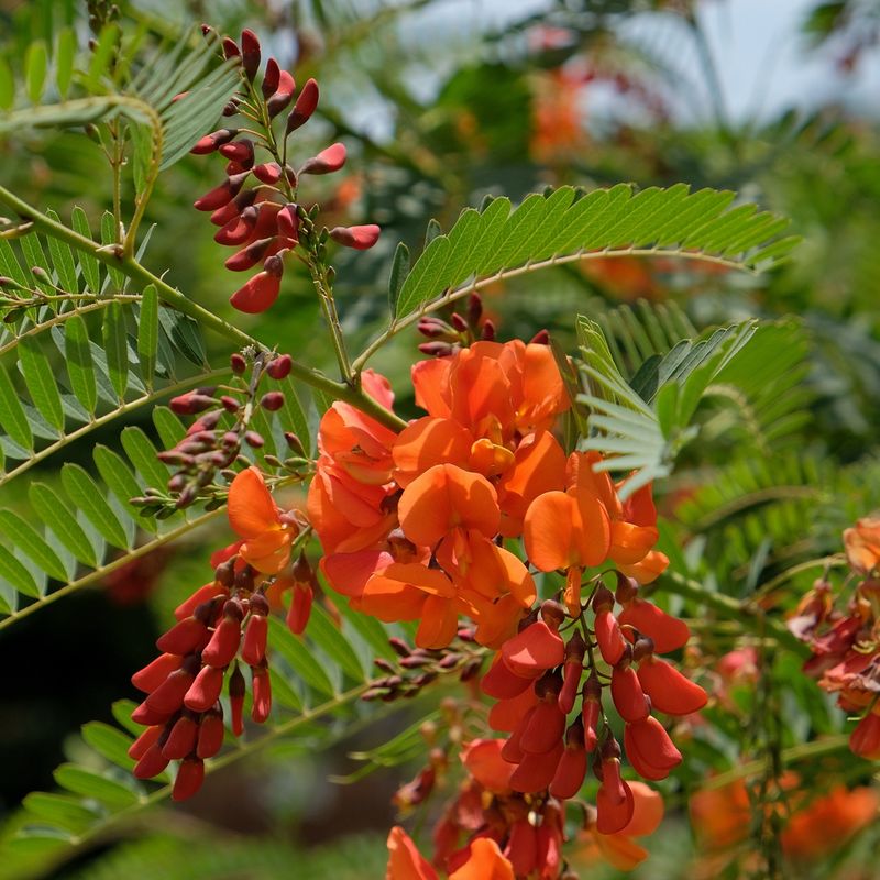 Red Sesbania Is Too Risky Near California Waterways Red Sesbania Is Too Risky Near California Waterways