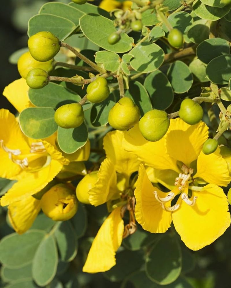 Red Tip Cassia Reaches Impressive Height Without Heavy Pruning