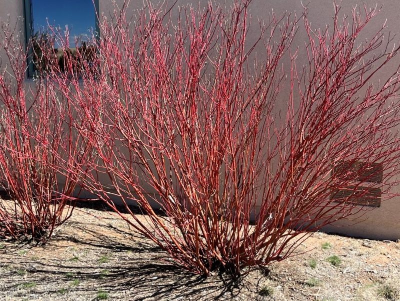 Red Twig Dogwood Brings Color When Everything Else Fades