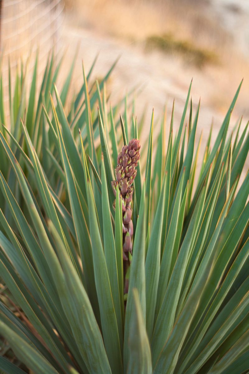 Red Yucca