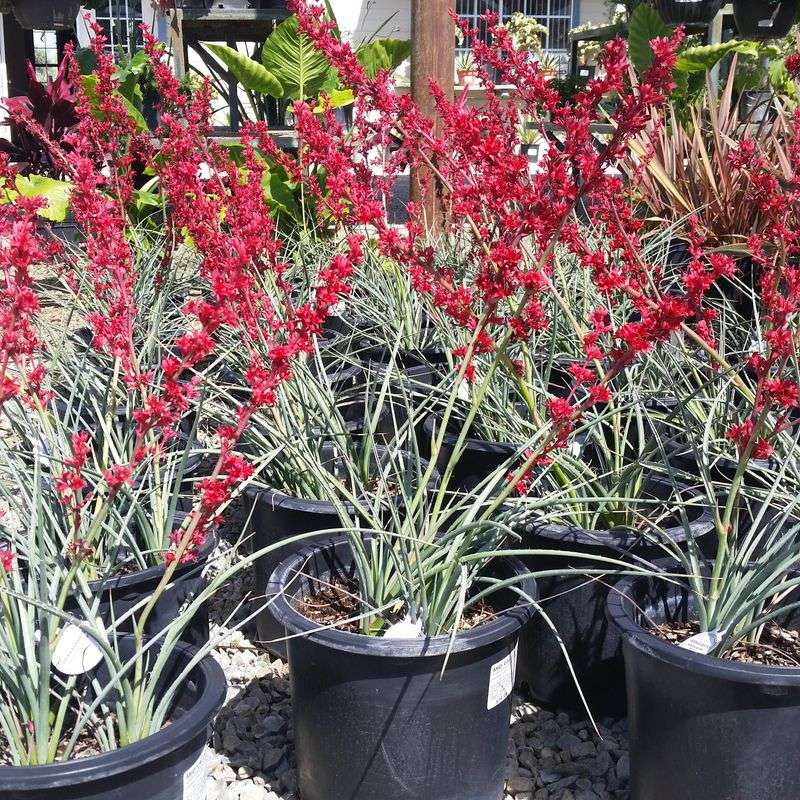 Red Yucca Handles Intense Heat In Large Containers