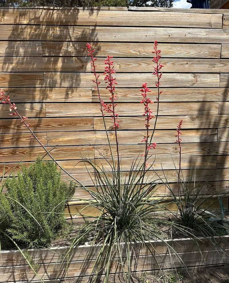 Red Yucca Survives Brutal Summers Without Constant Attention