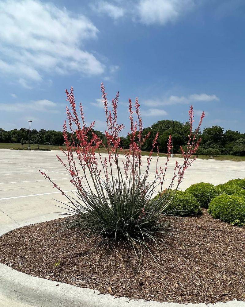 Red Yucca