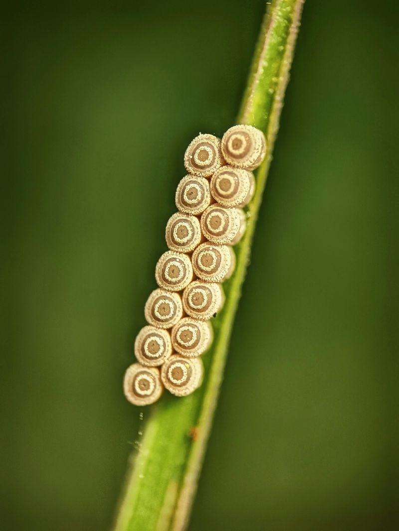 Reddish-Brown Eggs On Stems Reddish-Brown Eggs On Stems