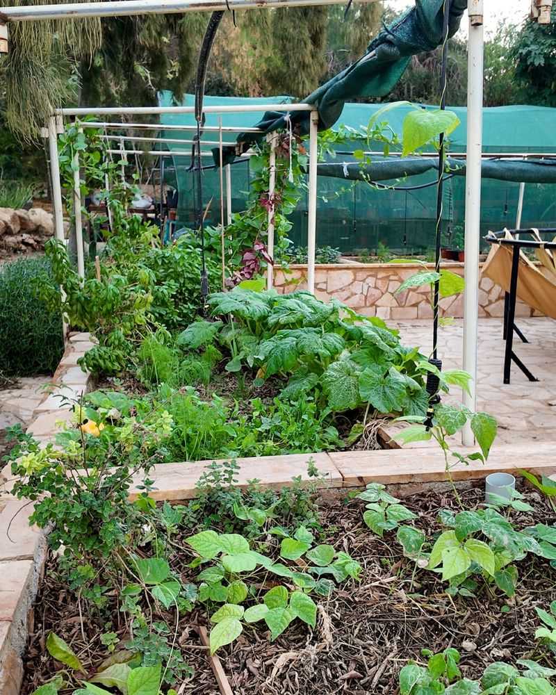 Reduce Extra Shading Once Plants Adjust Better