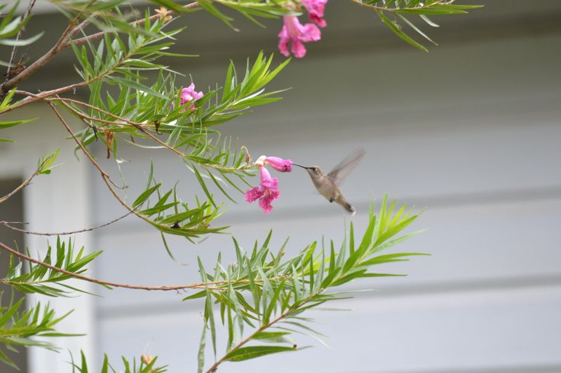 Reduce Pesticide Use Around Bird Habitat Reduce Pesticide Use Around Bird Habitat