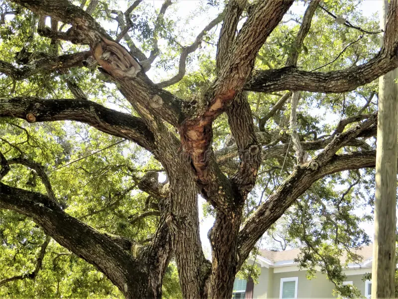 Reduce Risky Limbs On Laurel Oaks Reduce Risky Limbs On Laurel Oaks