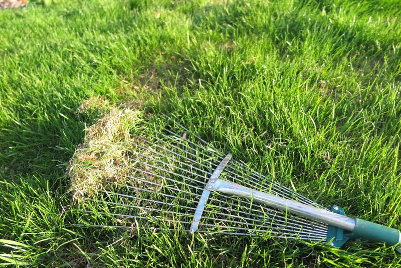 Reduce Thatch So Chinch Bugs Have Fewer Hiding Places