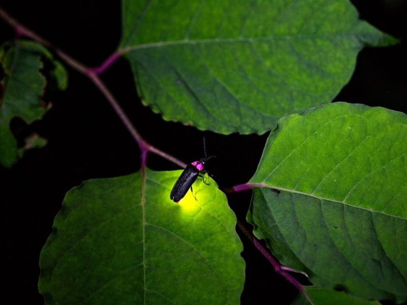 Reducing Outdoor Lighting At Night