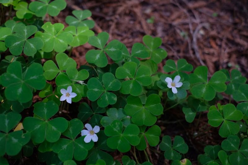 Redwood Sorrel