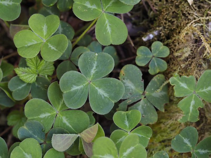 Redwood Sorrel