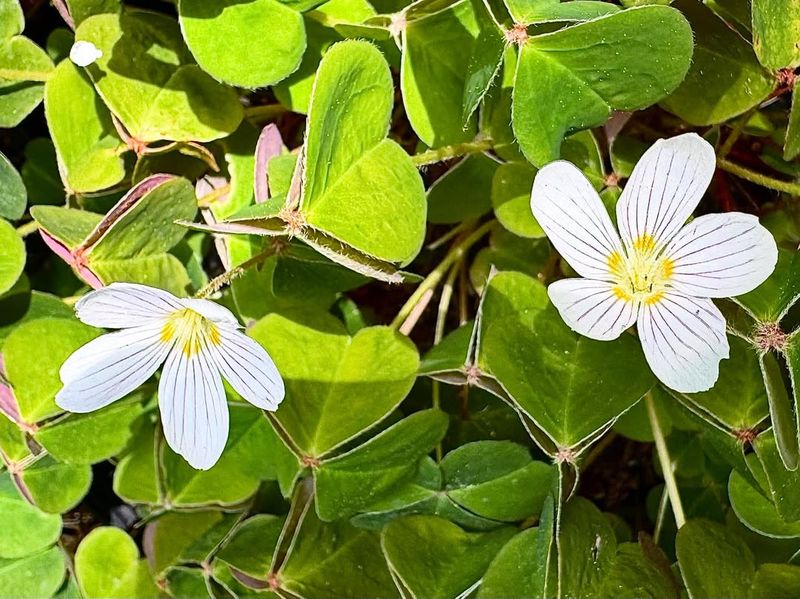 Redwood Sorrel
