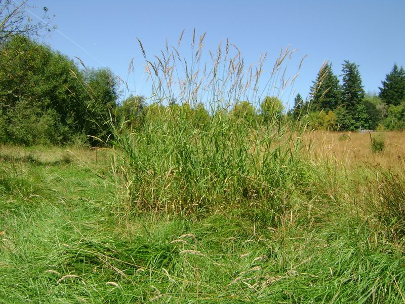 Reed Canary Grass Spreads Thickly In Moist Spots