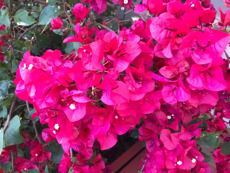 Reflected Heat Works For Established Plants