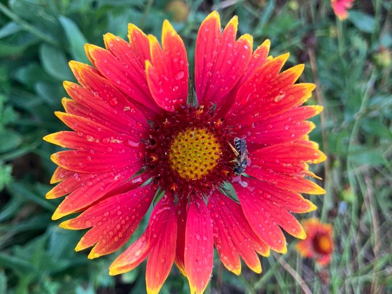 Refresh Blanketflower After A Heavy Bloom Cycle