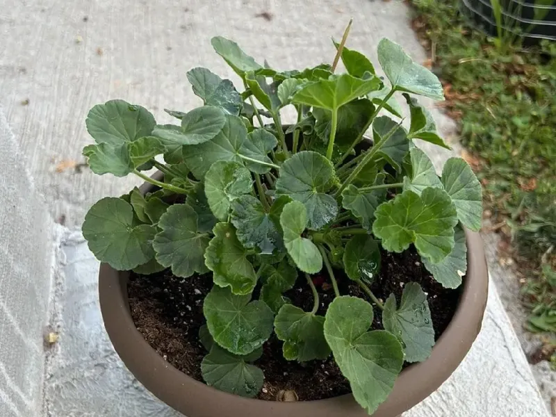 Refresh Containers Before Summer Heat Builds