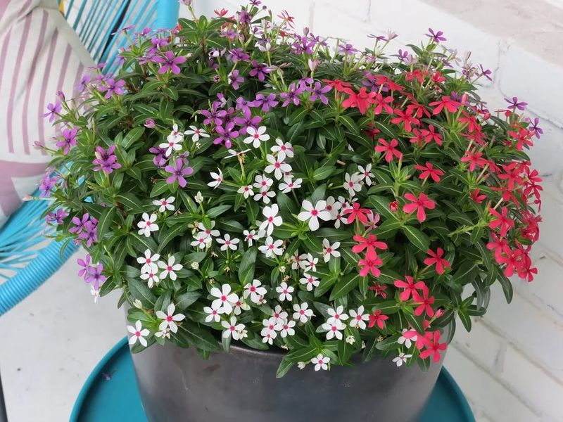 Refresh Containers For Memorial Day Color
