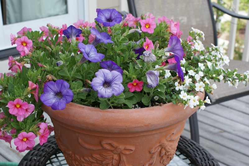 Refresh Containers When Petunias Stall In Midsummer