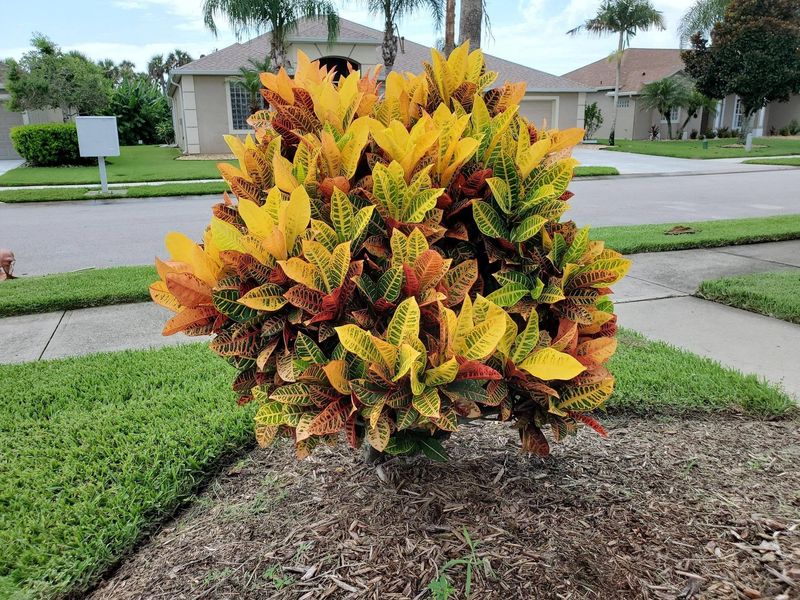 Refresh Mulch Around Outdoor Crotons