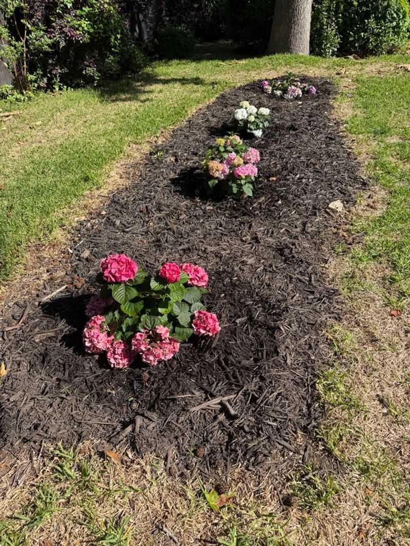 Refresh Mulch Around The Shallow Roots Refresh Mulch Around The Shallow Roots