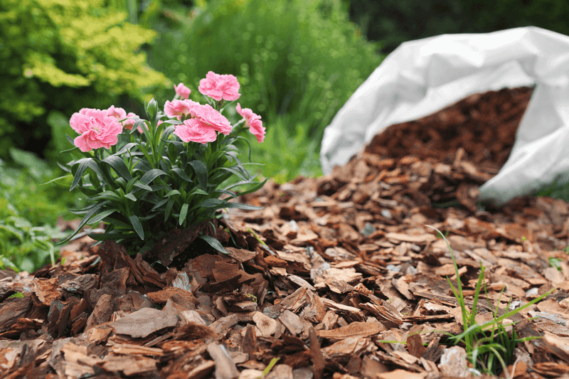 Refresh Mulch Before Dry Weather And Summer Rain