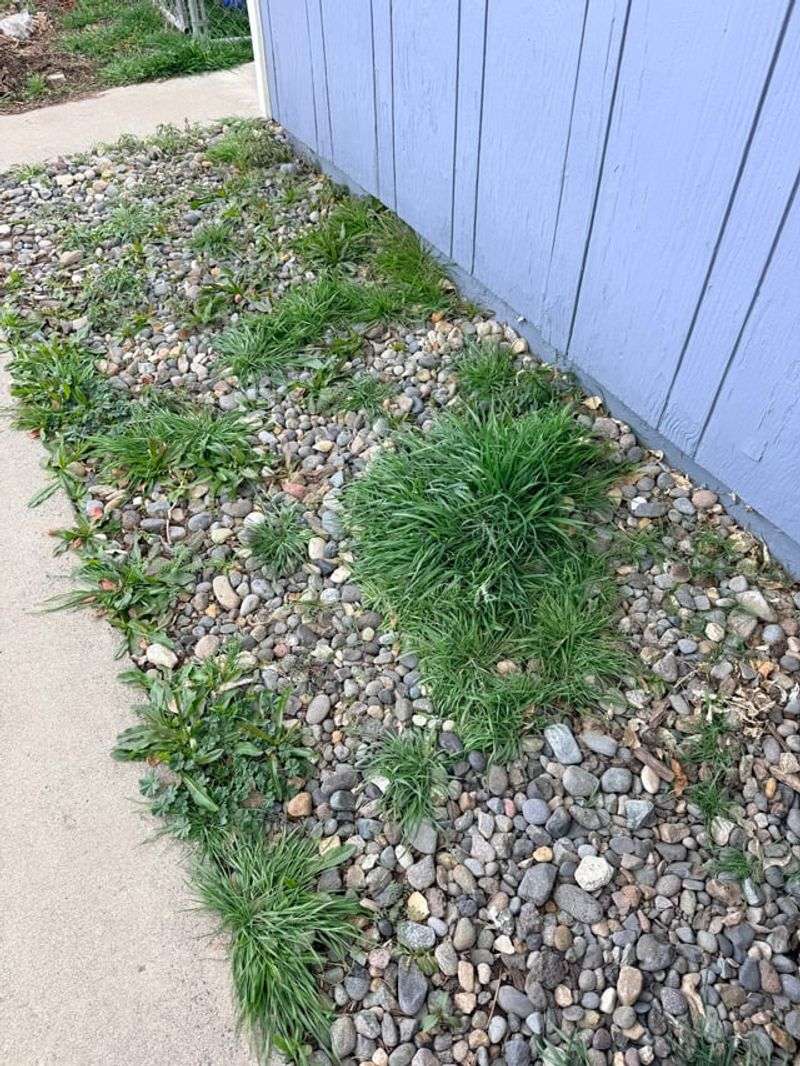 Refresh Thin Gravel Spots Before Summer Heat